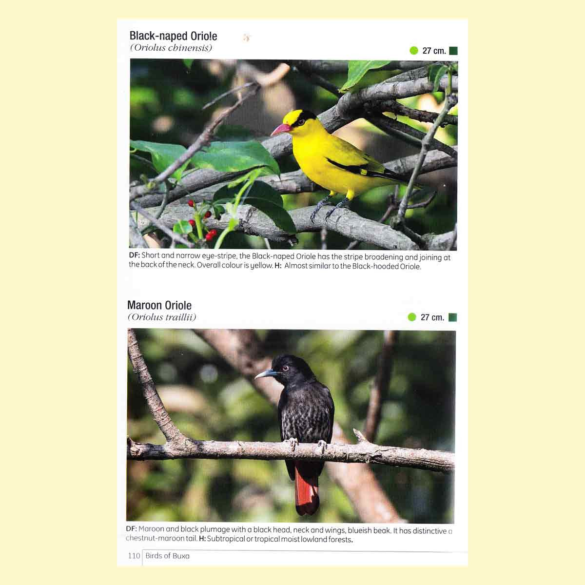 Birds of Buxa Tiger Reserve